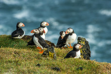 Puffin, Heimaey Coast, South Iceland