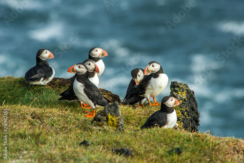 Cuadros en Lienzo Puffin, Heimaey coast, South Iceland