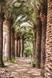 Nature poster. Alley of palm tree. Perspective