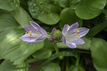 Purple Hosta Flowers