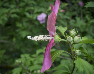 Hollyhock Close-up with Stamen and Pistil