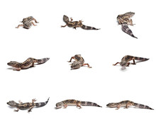 Multiple Lizard Background On Black Free Stock Photo - Public Domain ...