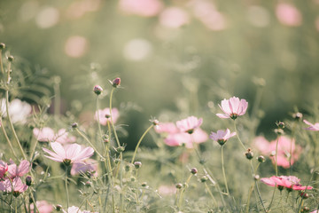 Wall Mural - cosmos pink flowers close up in field background vintage style