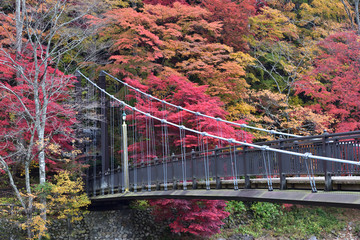 Red leaves with river