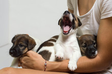 Little Puppies On Hands, Puppy Yawns, Breed Fox Terrier