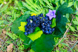 Fototapeta Kuchnia - grape Crop of korea Fall