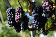 grape Crop of korea Fall