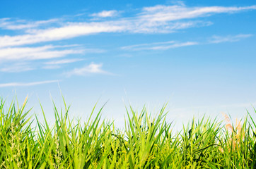 Sticker - fresh grass on and blue sky. landscape. beautiful view. nature, environment. background for design. 