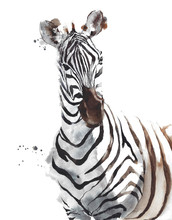 Zebra Wildlife Animal African Safari Head Portrait Watercolor Painting Illustration Isolated On White  Background