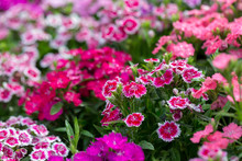 Beautiful Background Of Blooming Snowfire, China Doll, China Pink Flower, Pink Dianthus Flowers (Dianthus Chinensis) Or Rainbow Pink Flower In Natural Field.