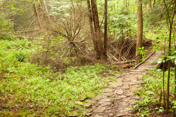 Fallen tree near foot bridge