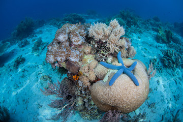 Blue Starfish and Corals in Indonesia