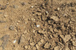 Leere Muschelschalen in einem ausgetrockneten Flußbett