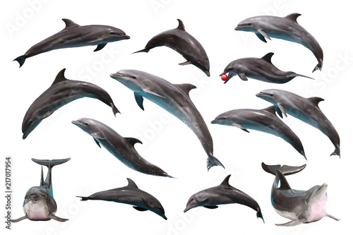Fotografía Set of Bottlenose Dolphin on white isolated background