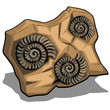 Set of fossilized shell of Ammonite isolated on a white background. Vector cartoon close-up illustration.