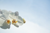Fototapeta Storczyk - White orchid on sun
