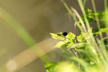 Blue dragonfly perched on a stem.