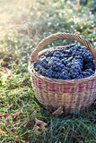 Fototapeta Lawenda - Dark grapes in a basket. Grape harvesting.
