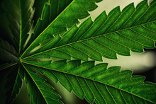 Cannabis Sativa, Still Life Of Marihuana Leaves, Medical Plant