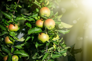 large green apple on an apple tree