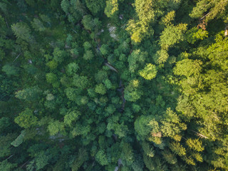 Canvas Print - Aerial view of green forest in evening light