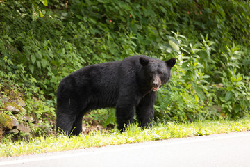 Black Bear Shenandoah National Park