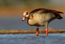Egyptian Goose Wading In A Pond In Zimanga Game Reserve In South Africa