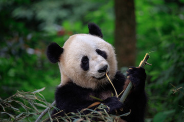 Wall Mural - panda bear looking ahead while grabbing and biting some fresh bamboo for lunch. bifengxia panda rese