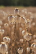 Close up image of ripe blue-brown opium poppy heads growing in a field, agriculture, harvest, sunny summer day, blurry background, black horizon, vertical image