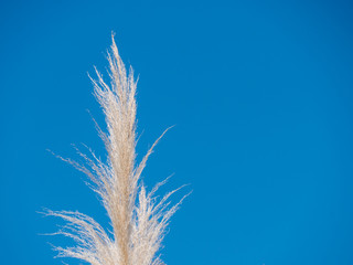 blue sky and Grass field view with empty space