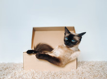 Poker Face. Sassy Muzzle Of Cat Boss. Siamese Cat In A Cardboard Box. Cat's Habits.