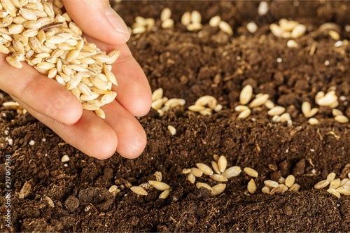Fotomural Human hand holding grains and gardening