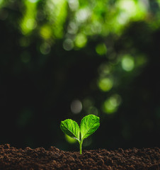 Canvas Print - Beautiful nature,green bokeh,Plant tree in neutral background Close-Up Of Fresh Green Plant,Young hand