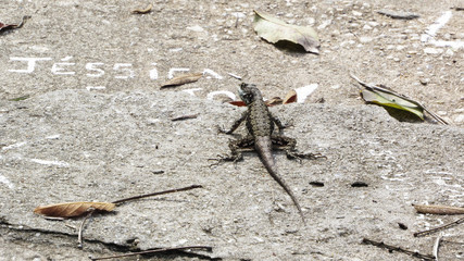 lizard