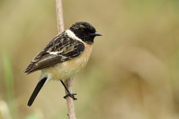 Amazed animal, Siberian or Asian stonechat (Saxicola maurus) chubby ine brown bird with black head perching on grass stick over blur brown background in the field