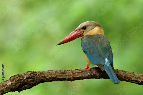 Fotografia stork-billed kingfisher (Pelargopsis capensis) beautiful pale blue wing light br