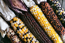 Extreme Closeup Of Indian Corn Stalks