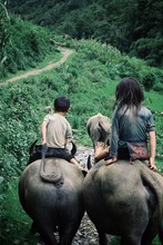 Kids Riding Water Buffaloes In The Mountains Of South East Asia