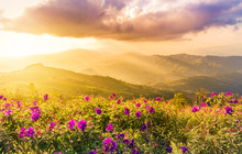             Sunset Landscape View At Mountains Doi Chang Mup Chiangrai,nothern Thailand Selective Focus At Pink Impatiens Balsamina Flowers 