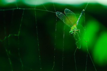 Poster - Dragonrfly on a spider web