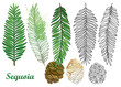 Vector set with outline Sequoia or California redwood in black and pastel green isolated on white background. Contour coniferous tree with pine, cone and branch for botany design or coloring book.