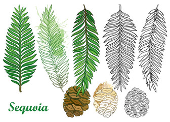 vector set with outline sequoia or california redwood in black and pastel green isolated on white ba