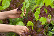 hands picking fresh lettuce in the garden