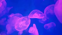 4K. Group Of Fluorescent Pink Jellyfish Swimming In Aquarium Pool. Transparent Jellyfish Underwater Footage With Glowing Medusa Moving Around In The Water. Marine Life Wallpaper Background.