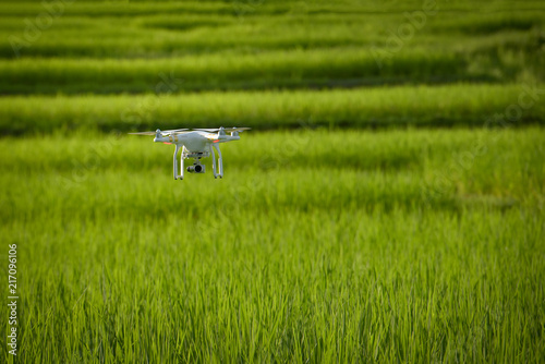 Foto Drone flying over green wheat field in spring