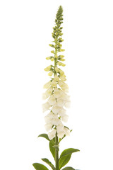 Wall Mural - White blooming foxglove flower isolated on a white background