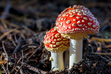 Two Amanita Mushrooms With White Dots Close-up In The Forest