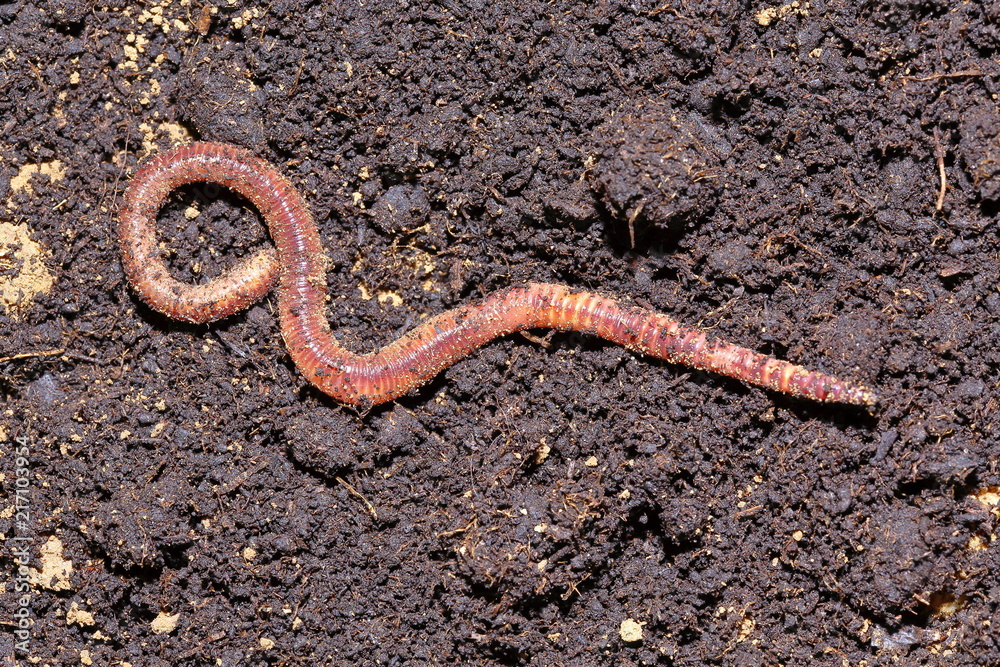 Earthworm symbolically dissolving infinity symbol Stock Photo | Adobe Stock