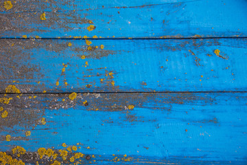  Blue horizontal background of old wood boards and moss