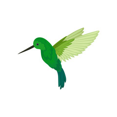 Canvas Print - Flat vector icon of flying colibri. Small tropical hummingbird with long thin beak and bright green feathers. Wildlife theme